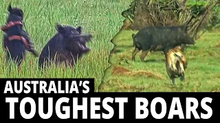 Australia's Toughest Boars - Boar Hunting, pig dogs, hogs