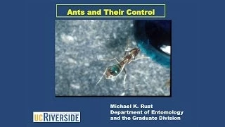 Invertebrate Pests   Ants