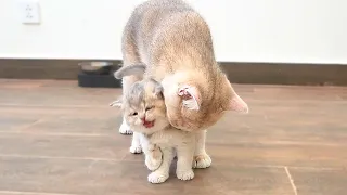 A tiny kitten trying to free itself from the mother cat's intense hug is too cute