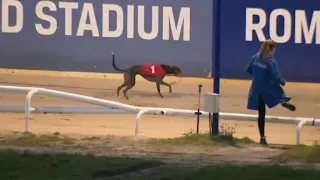 BUBBLY GLITZ Wins Her A11 Race In Trap 1 At Odds Of 4/5 At Romford