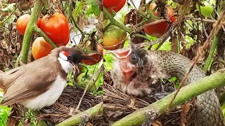 Mother Bird Cry in Front of Empty Nest as Snake CHEWED UP baby birds Alive ||| Baby bird eaten up