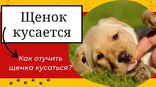 Щенок кусается за ноги и руки. Как отучить кусаться щенка?Что делать?