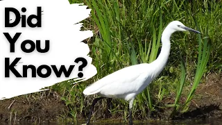 Facts you should know about LITTLE EGRETS!