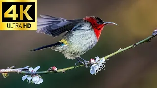 Colorful Birds Singing in Nature  4K Wildlife Video with Soothing Sounds