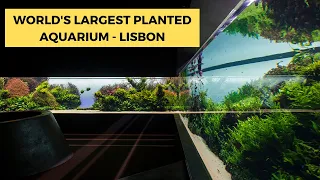 #World's Largest Planted Aquarium Aquascape - Lisbon #Florestas Submersas #Takashi Amano