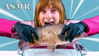 ASMR The Most Crazy Flopping Carp Eatingsound Realsound Mukbang LiLiBu ASMR