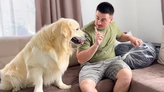 Golden Retriever doesn't want to wait for me to unpack his New Bed!