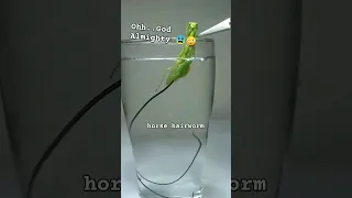 Parasitic worm extraction inside of praying mantis #shorts #infestation #animals #wildlife #insects