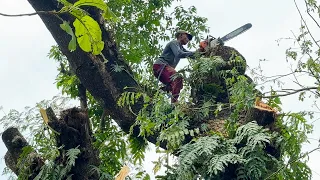 IT MAKES YOU GET TIRTY!!️ BIG TREMBESI TREES THAT HAVE MANY STIHL BRANCHES#ms660 #ms070#chainsaw