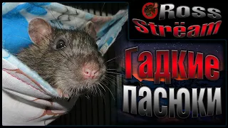 (Росс) Пасючиные проблемы. Мышиные травмы. 🤔 Общательный крысиный стрим. 🤗 Общение и вопрос ответ.