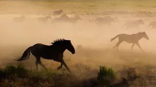 Finding the Wild Horses of Utah - a short film