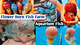 Kolkata aquarium fish market | Flower horn fish price | Fish tank | old video