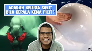 Adakah Beluga Sakit Bila Kepala Kena Picit?