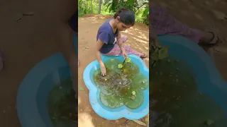 fish tank  cleaning 🤩🤩| malayalam video🤩🤩🤩