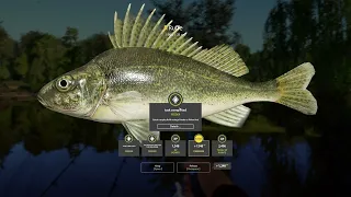 Trophy Ruffe - Mosquito Lake Spot | RF4 - Russian Fishing 4 2023