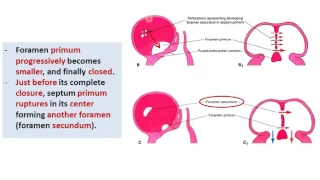 Embryology of the Heart - atria and inter-atrial septum (Dr. Ahmed Farid)