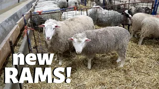 I bought new rams!  And final lambing results... HOW DID WE DO??  Vlog 217