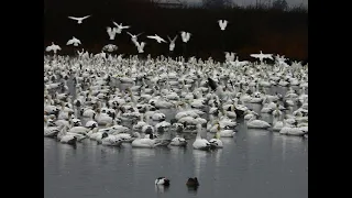 Geese at Merced National Wildlife Refuge (23 Dec 2023)