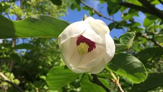 “Painting Edo” at the Arnold Arboretum: Magnolia sieboldii