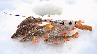 БЕЗМОТЫЛКА ВЫРУЧАЕТ ДАЖЕ в ГЛУХОЗИМЬЕ / МОРМЫШКА на ОКУНЯ