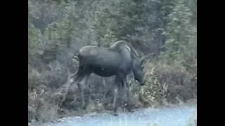 Alaska 1996