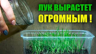 ГЛАВНОЕ ПРАВИЛО ВЫРАЩИВАНИЯ ОГРОМНОГО ЛУКА! УХОД ЗА РАССАДОЙ!