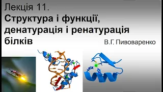 11.  Структура і функції білків. Денатурація - ренатурація