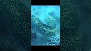 Moray Eel Vs. Octopus 🐙 Who win? - Large Moray eel hunting octopus