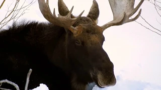 Bull Moose and Cow grazing and wintering in Jackson Hole, Wyoming | Real Wildlife Encounters