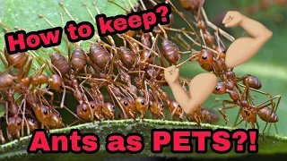 How to keep Weaver Ants! (Oecophylla smaragdina beginner guide)