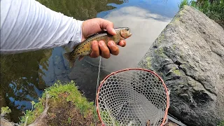 MOUNTAIN TROUT FISHING!!! HIKE, CATCH, COOK (FISH TACOS) PART ONE!!!
