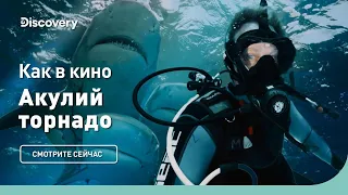 Как в кино | Акулий торнадо | Discovery