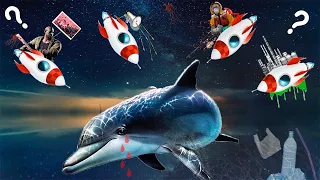 Кто по-настоящему спасает дельфинов?