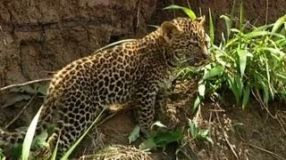 A New Home for the Leopard Cubs | Little Big Cat | BBC Earth