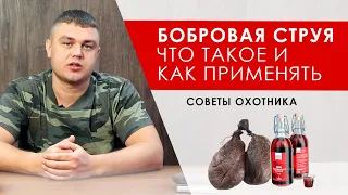 Бобровая струя что такое? От каких болезней, что лечит, применение. Курс для мужчин, советы охотника