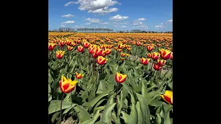 Mooi Hoeksche Waard (fietsen).