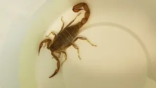 We found a scorpion hiding in our bathroom