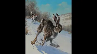 УДАЧА ПЕРВЫЙ УЛОВ ЗАЯЦ В ЛОВУШКЕ   LUCK THE FIRST CATCH HARE IN THE TRAP