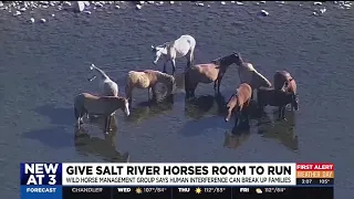 If you visit the Salt River you may run into some Wild Horses