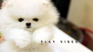 Top Quality White Pom!! Amazing micro teacup pom!!