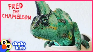 Fred The Chameleon Wants To Teach You How To Hide Like A Pro | Dodo Kids