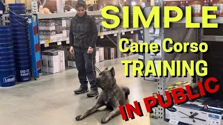 CANE CORSO in public. THE SIMPLE training everyone can do #canecorso #dogtraining #dog
