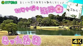 【春の六義園】満開の枝垂れ桜に美しい日本庭園を花散歩🌸【大迫力!!】