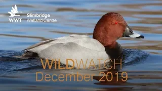 WWT WildWatch Slimbridge - December 2019