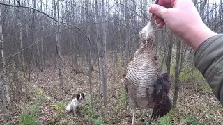 На вальдшнепа с АСС Бетти, осень 2019.