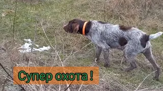 Охота на зайца 9.01.2022. Зайца много, встаёт далеко .