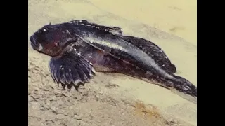 Ronnie & Chuck Diving 1963