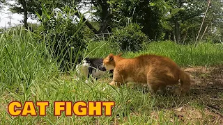 Stray Cats Fighting in the park