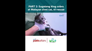 PART 2- Sugatang king cobra at Malayan civet cat, ni-rescue | Born to Be Wild