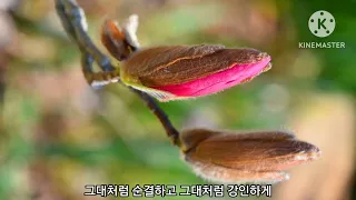 가곡 "목련화" (조영식 작사, 김동진 작곡) / 테너 노희관